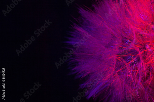 Big dandelion in pink-blue neon light. Abstract photo on a dark background. Element for graphic design. Picture for desktop with a plant..