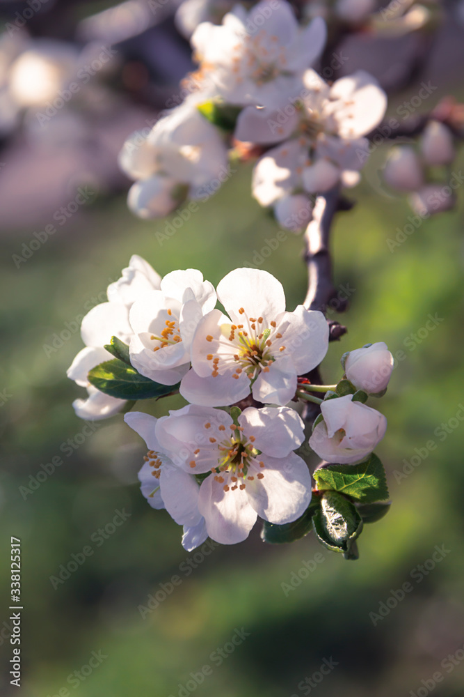 White delicate flowers of apple tree bloom in spring, background White delicate flowers of apple tree bloom in spring, background