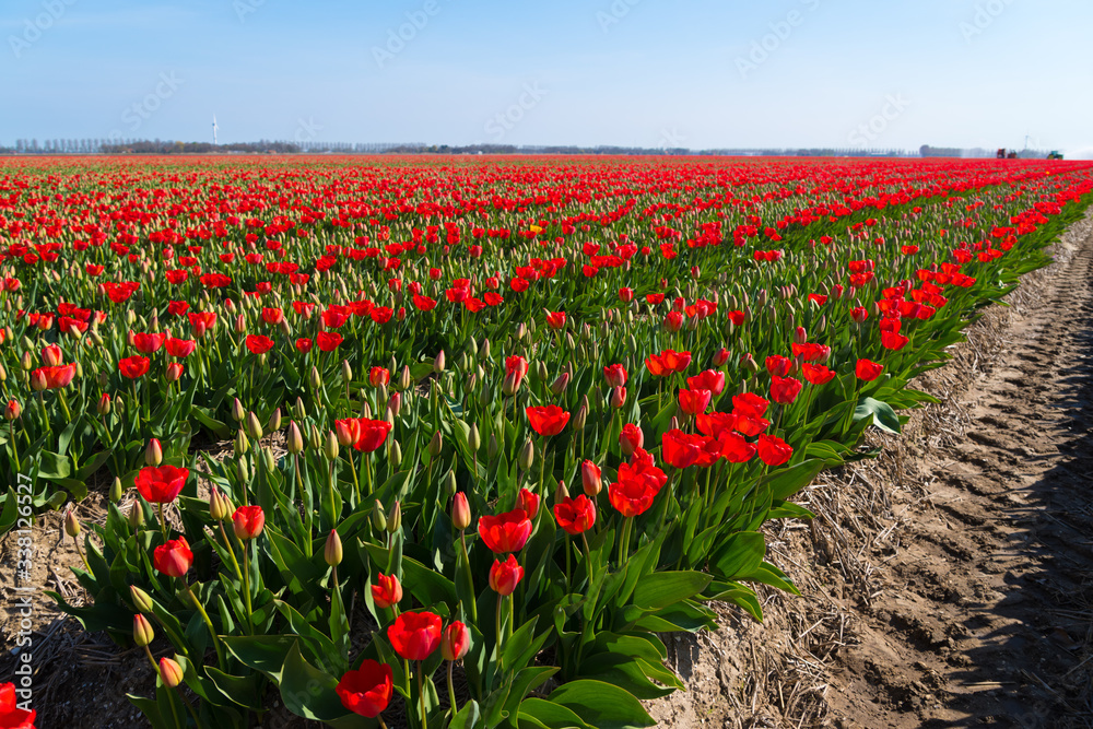 rows of blooming tulips