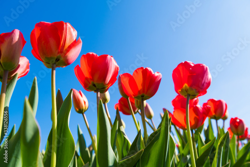 red tulips close-up