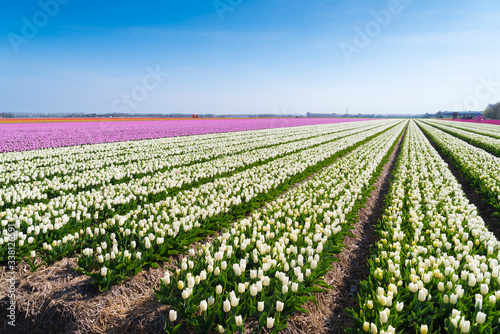 rows of white tulips