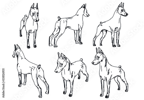 Doberman dog polygonal lines illustration. Abstract vector dog on the white background