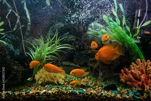 Aquarium with red pseudotrophyus zebra fishes and orange parrot fish (Red Parrot Cichlid) photo