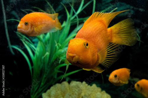 Orange parrot fish (Red Parrot Cichlid) in an aquarium