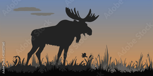  isolated image of a powerful moose standing  black silhouette   against the evening sky