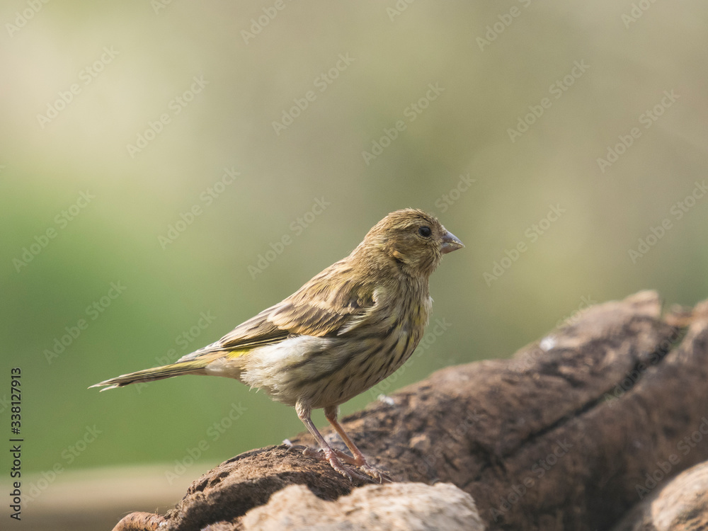 Serinus serinus. Verdecillo hembra en libertad. Serinus serinus. Verdecillo hembra en libertad.
