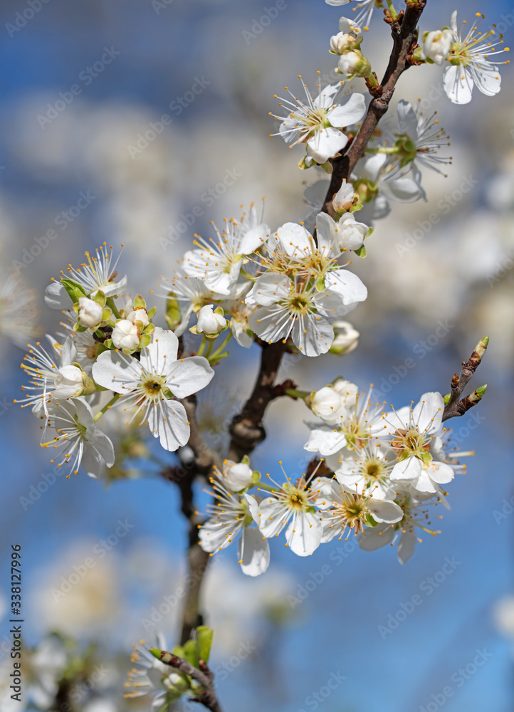 Blühende Pflaumen, Prunus, im Frühling Blühende Pflaumen, Prunus, im Frühling