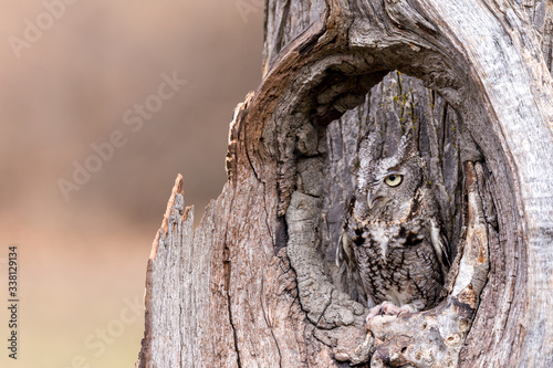 Slika na platnu An eastern gray screech owl camouflaged in a tree trunk