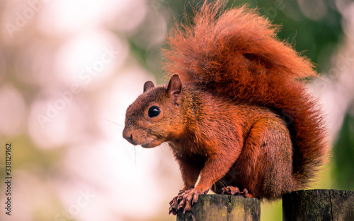 Red Tailed Squirrel, alert © George Arenas