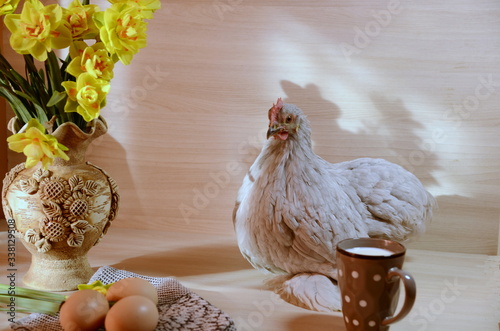 
On the table sits a lively cute gray chicken, there is a vase with yellow fragrant flowers of daffodils, a cup with milk, eggs.