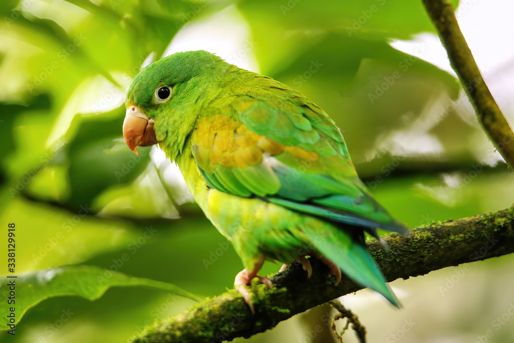 Orange-chinned parakeet (Brotogeris jugularis) sitting in a tree