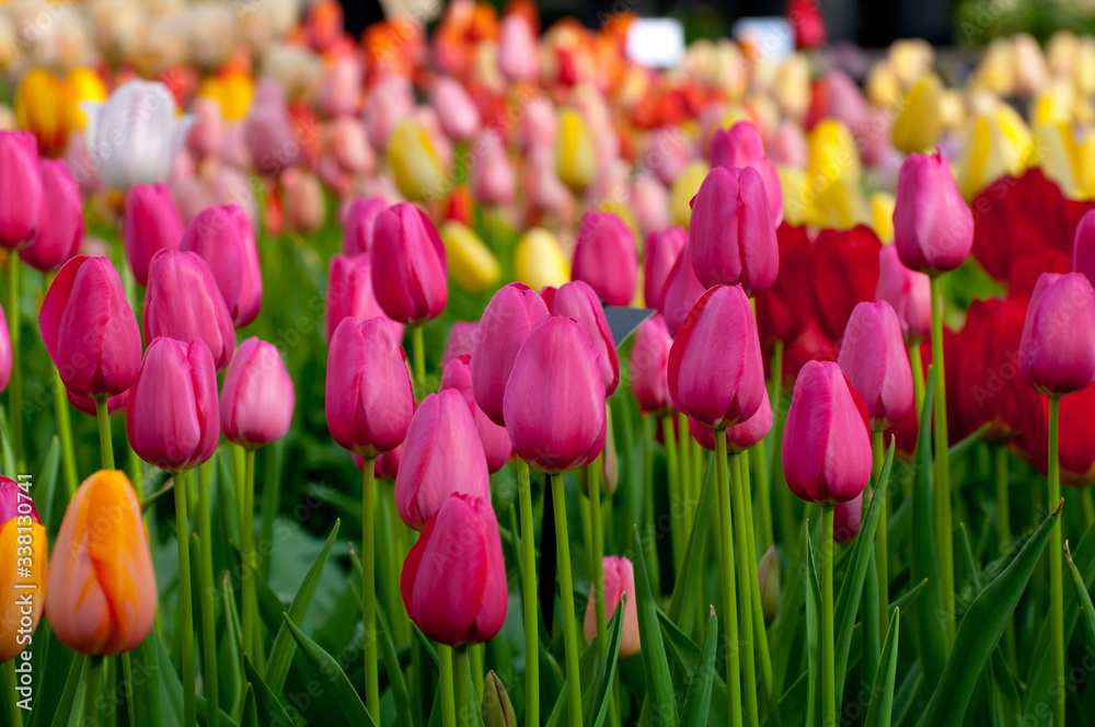 Lots of tulip flowers - spring background