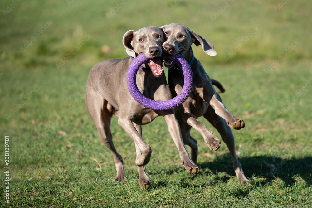 Two weimaraner dogs playing with a toy in the forest. Two weimaraner dogs playing with a toy in the forest.