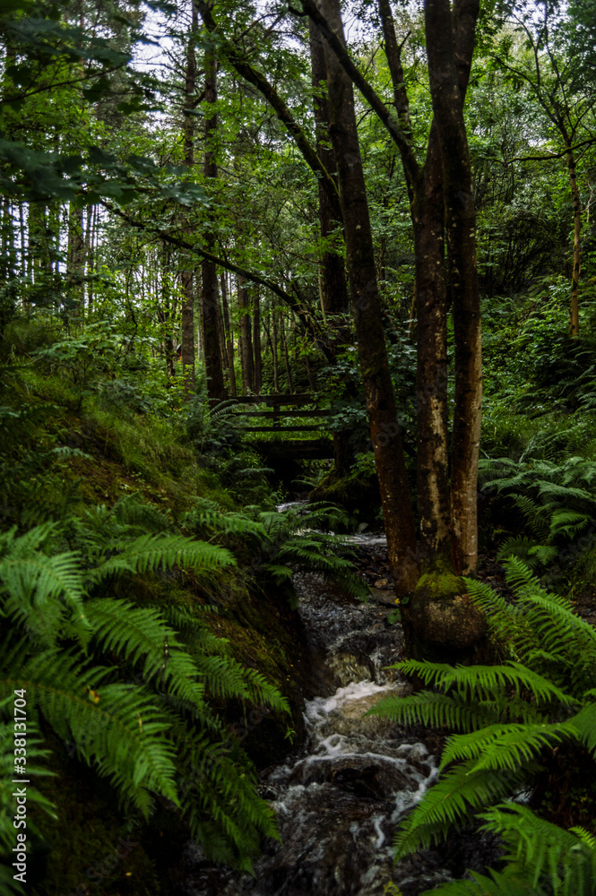 Scottish wild forest