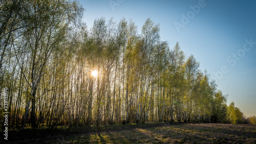 Fototapeta Naklejka Na Ścianę i Meble -  las brzozowy Polska