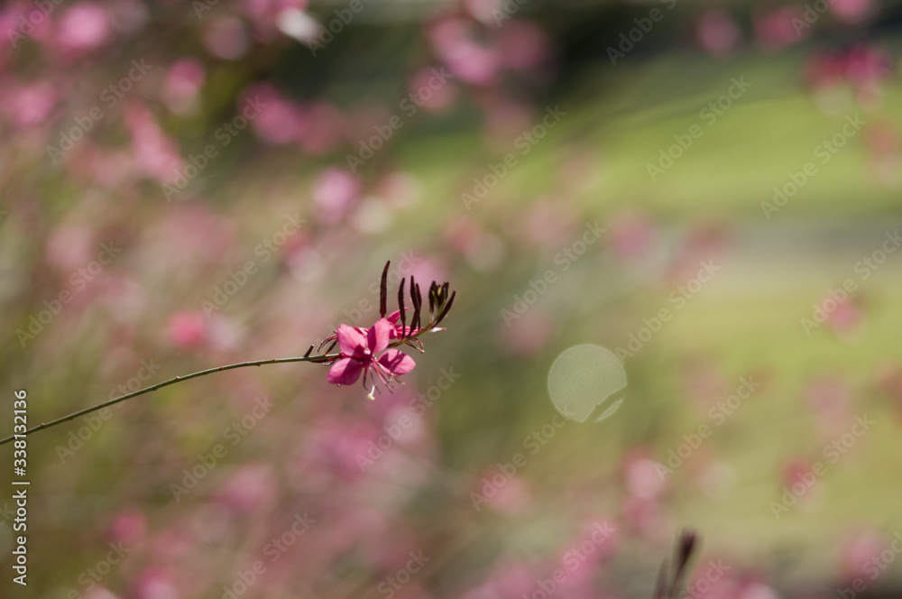 Pink spring flowers as background from nature