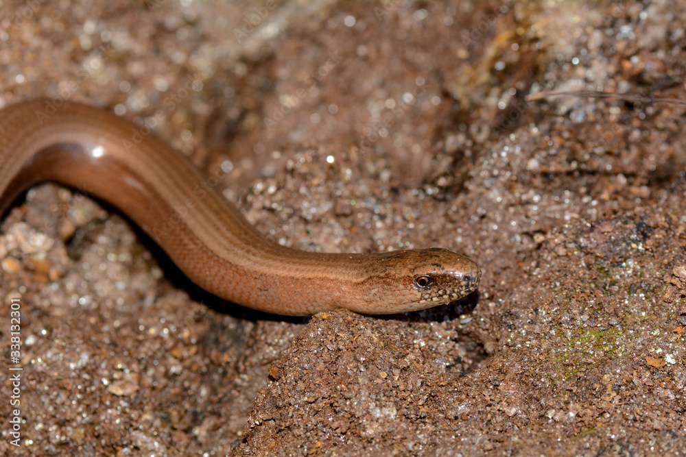 Close up of a blindworm on earth Close up of a blindworm on earth