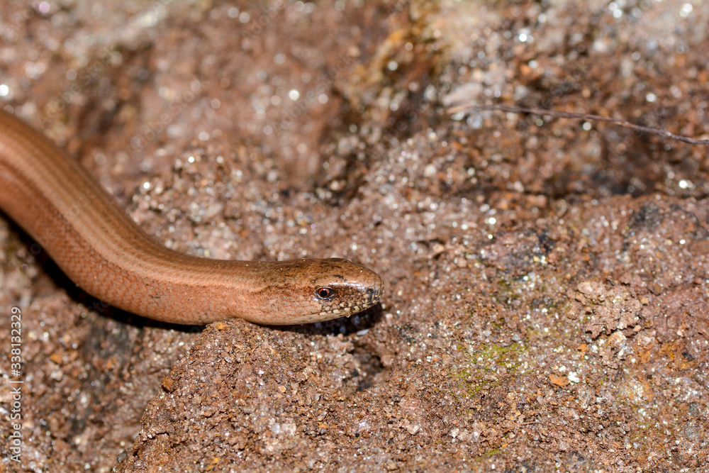 Fototapeta premium Head one a blindworm on earth