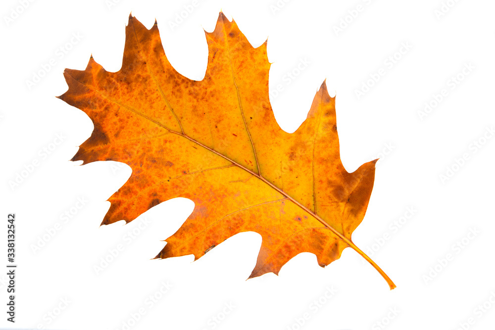 Fototapeta premium autumn leaves isolated