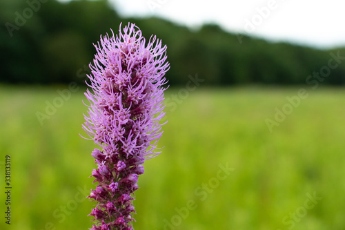 Fototapeta Naklejka Na Ścianę i Meble -  Purple Blazing Star flowers in the prairie on a summer morning