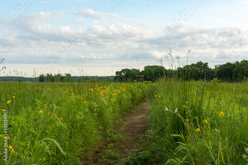 Dirt trail through the wildflowers and green grass on a summer morning.  Dixon waterfowl refuge, Illinois.