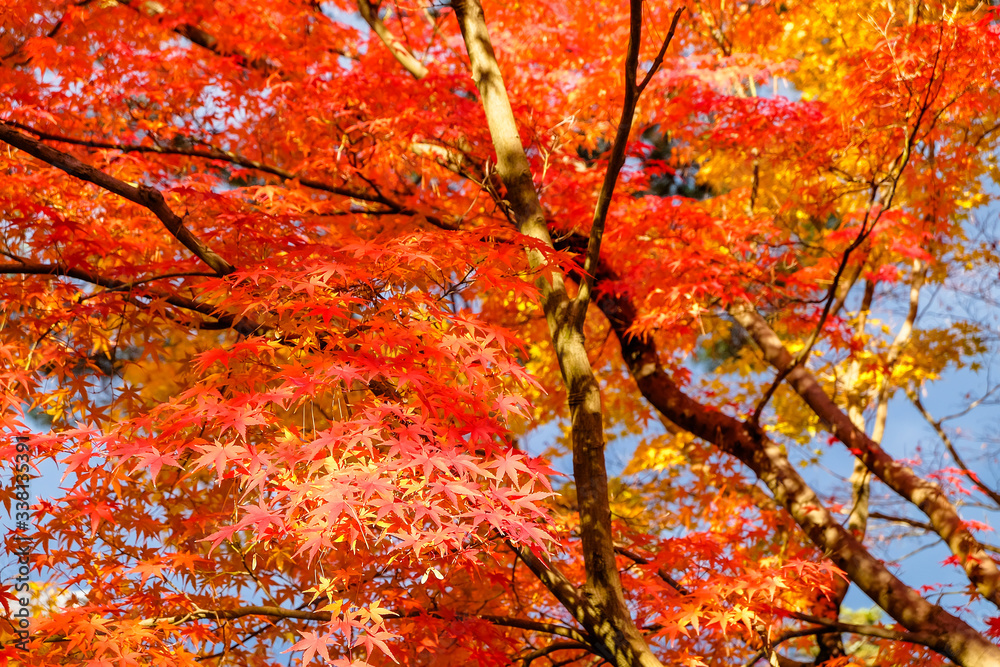 Leaves changing colors in Japan There are both green, yellow and red that are flowering for the past tourists to watch, Japan. Leaves changing colors in Japan There are both green, yellow and red that are flowering for the past tourists to watch, Japan.