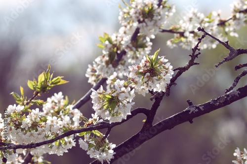 weisse Blüten am Kirschbaum