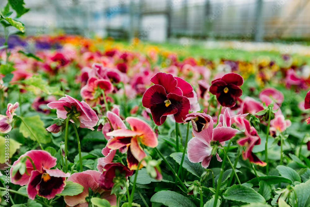 Blooming red violets grown in greenhouse, close up