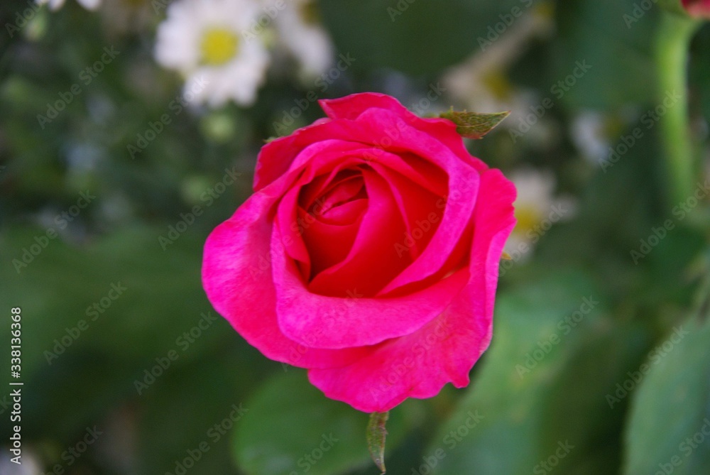 pink rose in garden