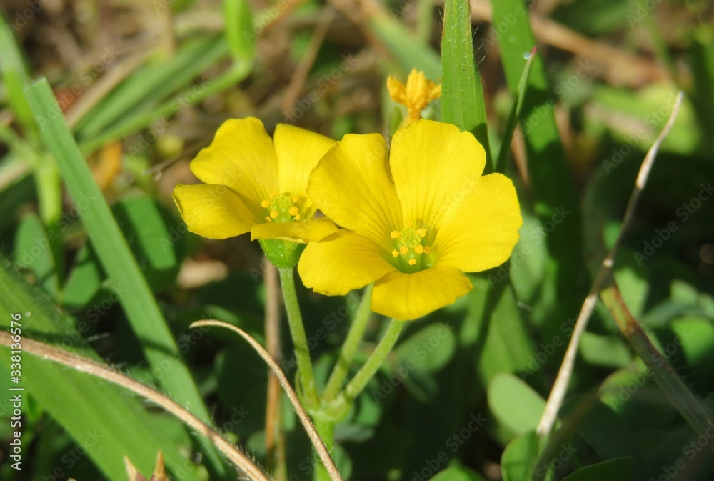 Yellow oxalis flowers in Florida wild, closeup Yellow oxalis flowers in Florida wild, closeup