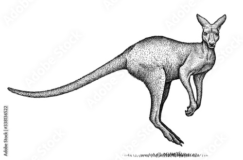 Vászonkép black and white engrave isolated kangaroo illustration
