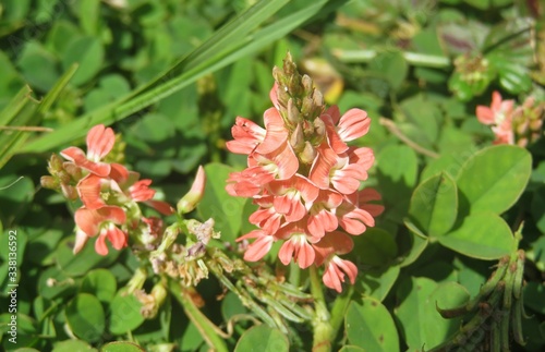 Beautiful pink indigofera flowers in Florida nature, closeup photo