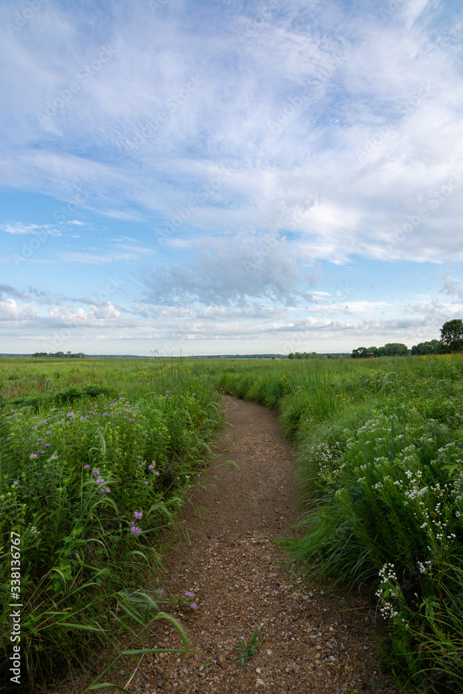 Dirt trail through the wildflowers and green grass on a summer morning.  Dixon waterfowl refuge, Illinois.