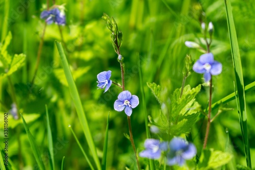 Purple and blue Gilliflowers in the grass. Slovakia photo