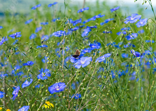Blooming flax in the meadow on a sunny day