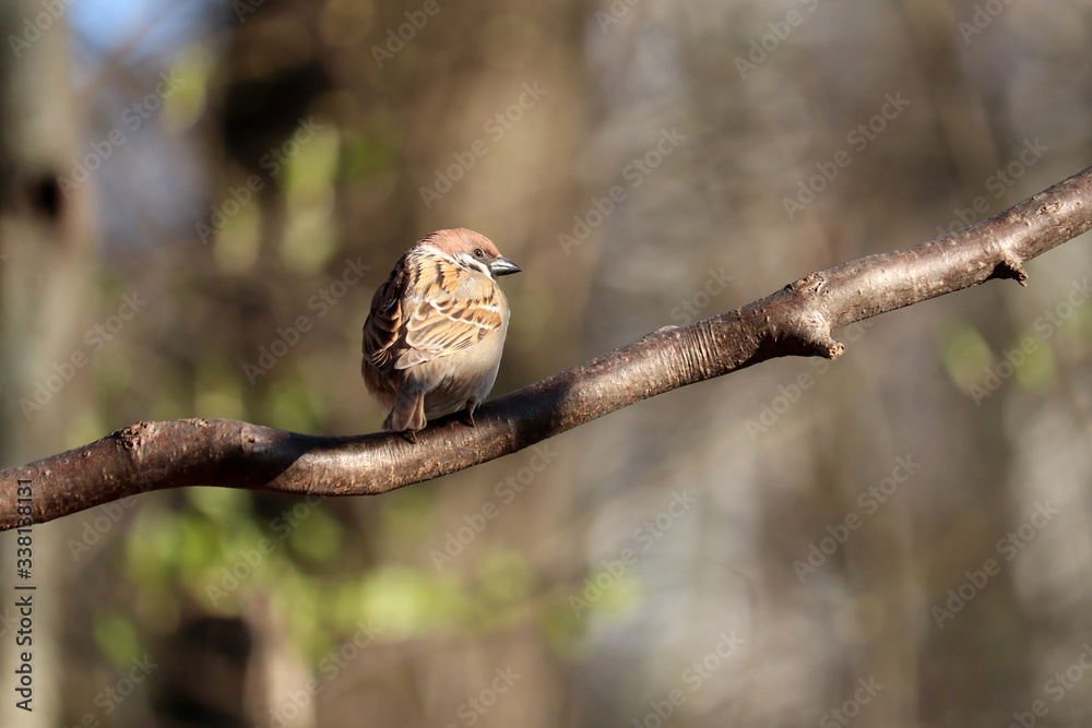 Sparrow in a spring park. Bird on a tree branch, spring season, sunny weather