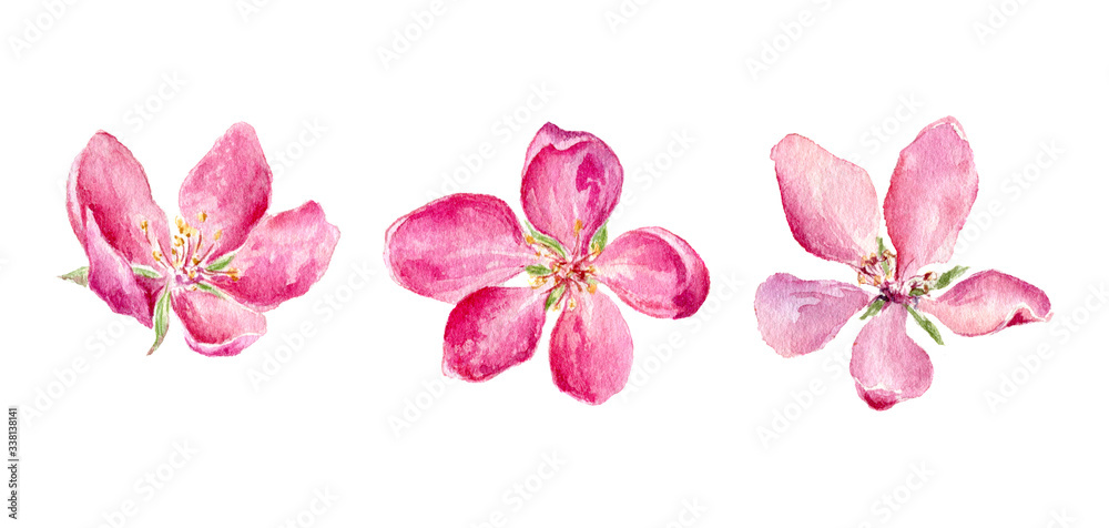 Set of Watercolor illustration of pink Apple and Cherry flowers.