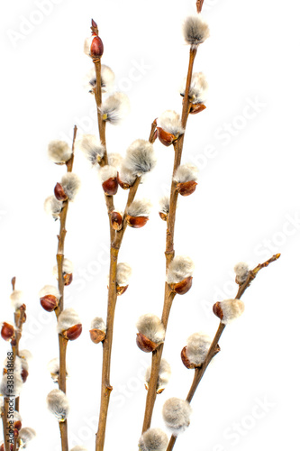 Blooming Willow isolated on white background