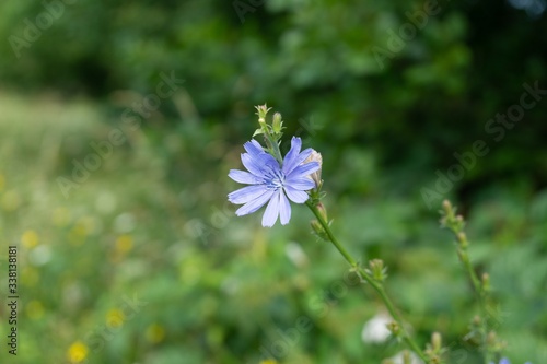 Purple and blue chicory flower in the nature. Slovakia photo