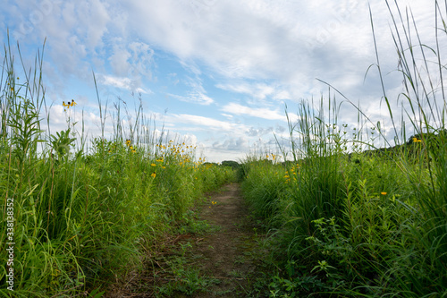 Dirt trail through the wildflowers and green grass on a summer morning.  Dixon waterfowl refuge, Illinois.