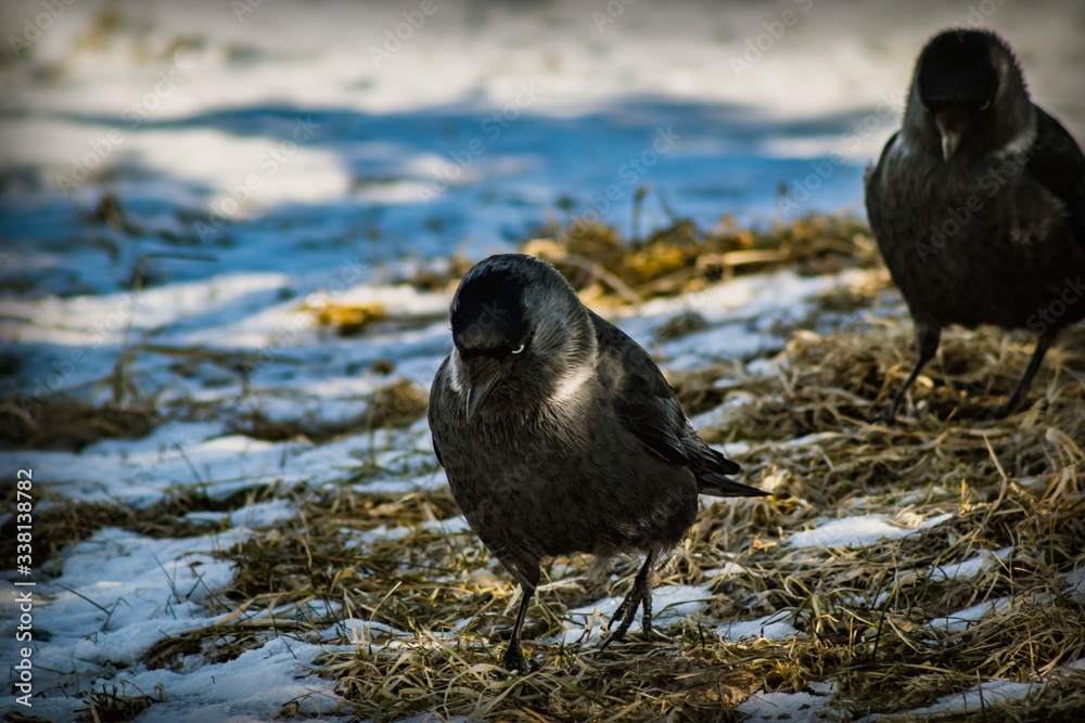 Two black and silver birds with white eyes and a black beak go in search of food on the ground with the remains of snow Two black and silver birds with white eyes and a black beak go in search of food on the ground with the remains of snow