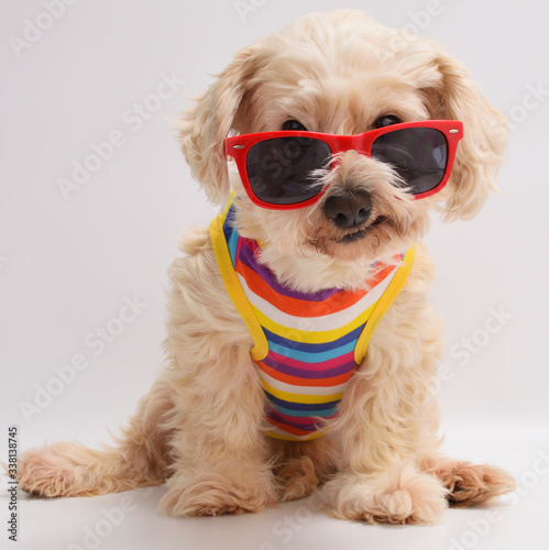 Happy dog with sunglasses © Natallia Vintsik
