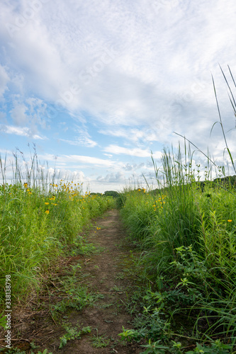 Dirt trail through the wildflowers and green grass on a summer morning.  Dixon waterfowl refuge, Illinois.