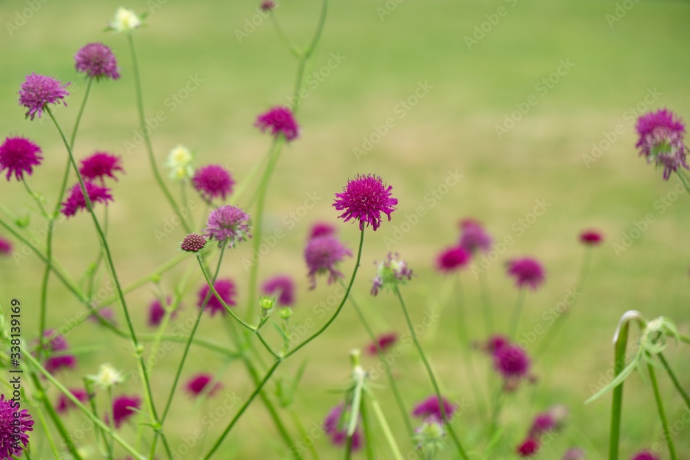 Purple and blue Gilliflowers in the grass. Slovakia