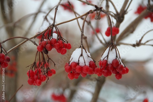 Viburnum berries in winter. Sprig of viburnum