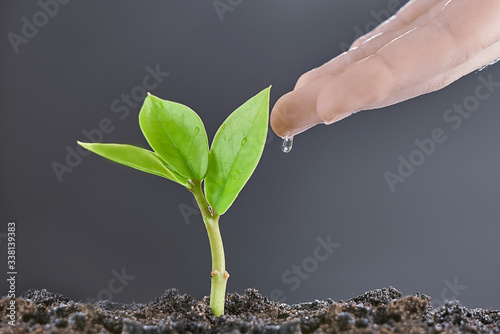 A woman's hand drips water on a small green sprout.