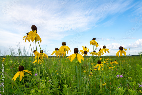 Blooming yellow Prairie Coneflowers at dawn in Dixon Waterfowl Refuge. Putnam County, Illinois, USA