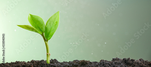 A small green sprout on a light green background. Photo with copy space.