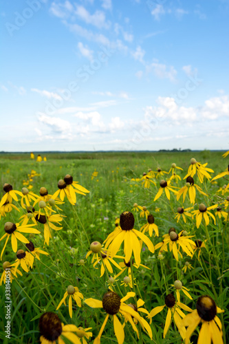 Blooming yellow Prairie Coneflowers at dawn in Dixon Waterfowl Refuge.  Putnam County, Illinois, USA