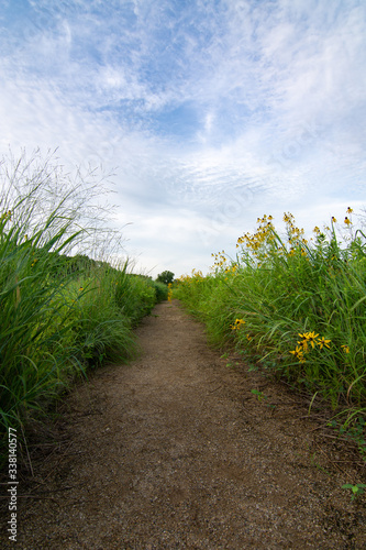 Dirt trail through the wildflowers and green grass on a summer morning.  Dixon waterfowl refuge, Illinois.